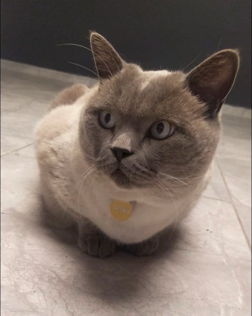 yine seçim varmış 😼