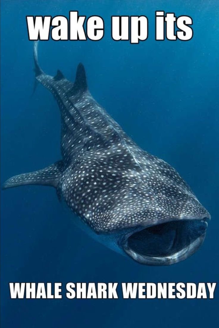 sharkoftheweek's tweet photo. https://t.co/Qz1OquBpFQ