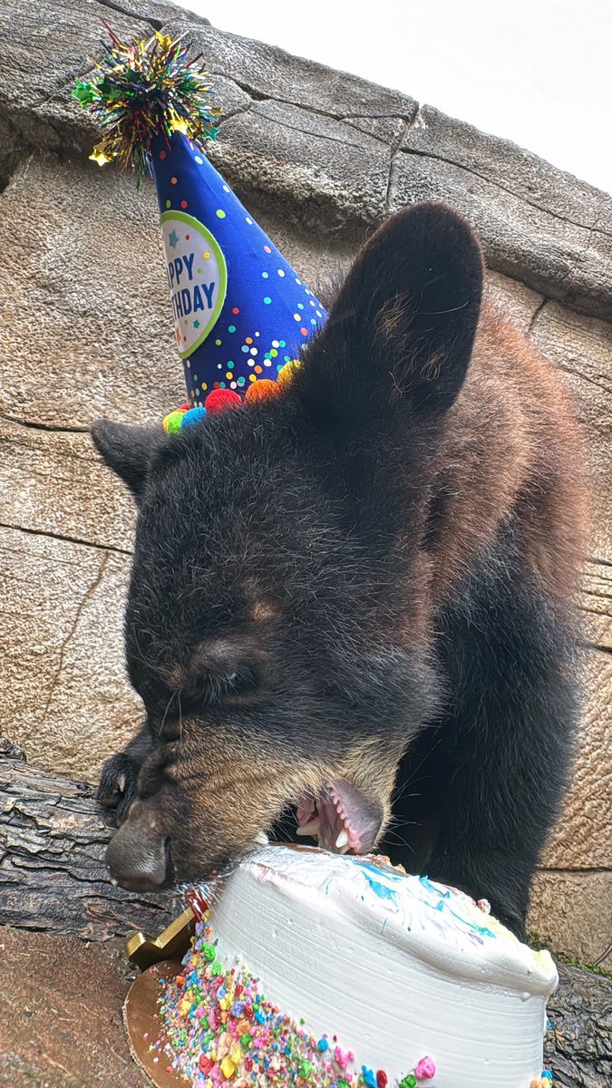 HAPPY BIRTHDAY, INDY!! 🎂✨🎈

We can no longer imagine campus without your steady spirit and love of honey!