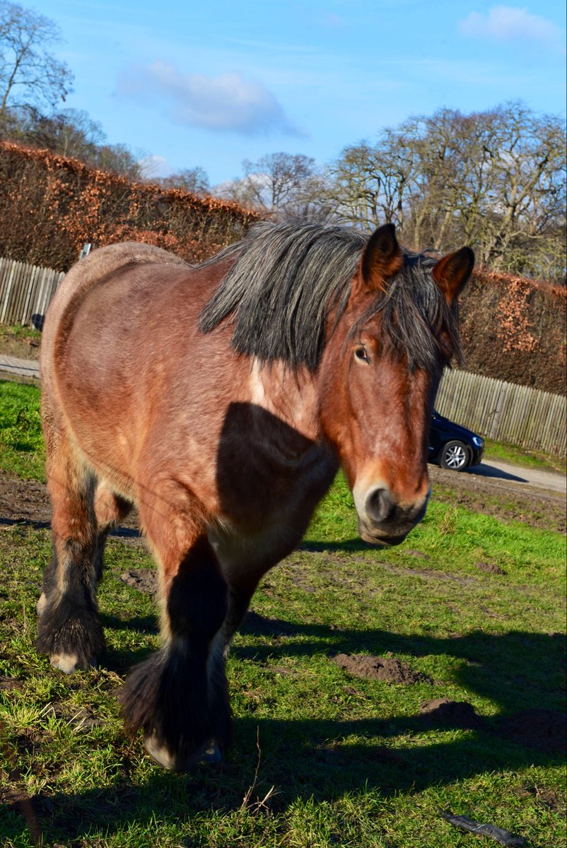 joukesp's tweet photo. #NotNina #Fowl #BelgianHorse
Last year, Nina (pic1) disappeared & the field she grazed on was turned into a potato field. Since I never saw anybody around I couldn’t ask what Nina’s fate was.
Driving by today I noticed a young fowl (same colour), I’m intrigued now! @sallydjbarley https://t.co/rkbhL8v8nL