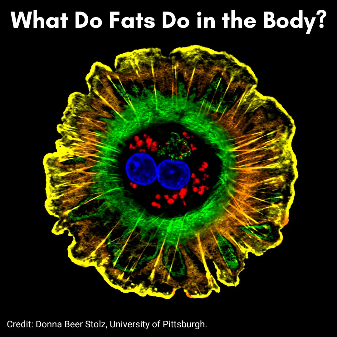 You probably know that a diet too high in fat can cause problems, but do you know what fats do in your body? Find out in our latest #BiomedicalBeat blog post. go.nih.gov/M1dZA8v