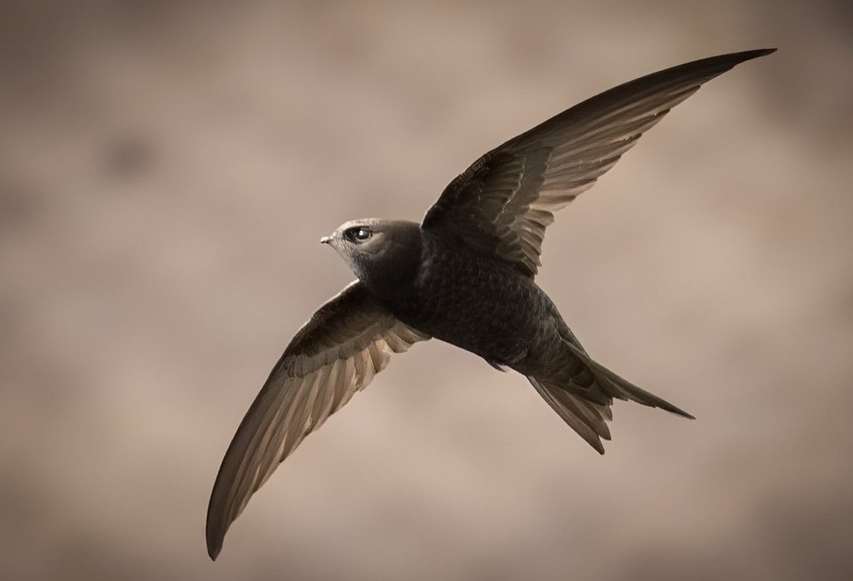 Write to Housing Minister Lee Rowley MP, DLUHC 4th Floor Fry Building 2 Marsham Street London SW1P 4DF asking him to #mandate swift bricks. Why? Swift bricks are the only safe permanent nesting habitat swifts have anywhere in the UK + are urgently necessary. 📸Robert Booth ❤️