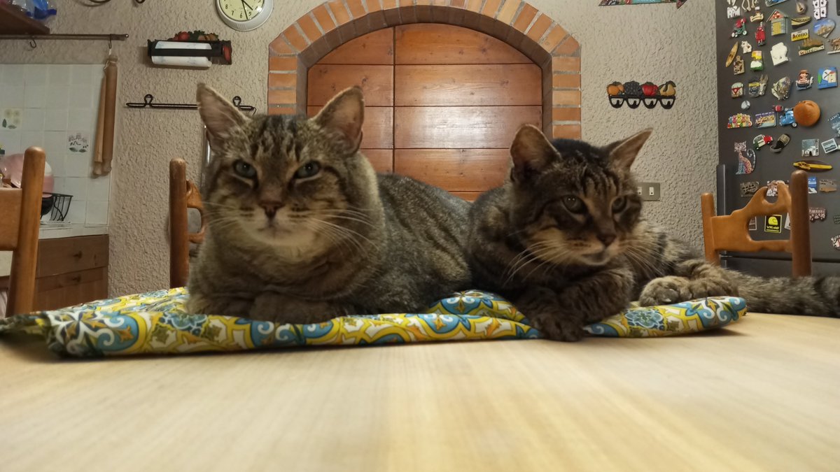 Annarella2020's tweet photo. Se è porno, tolgo.

Notte friends😽

#Gatti 
#flexim https://t.co/YSNQdMPvrc