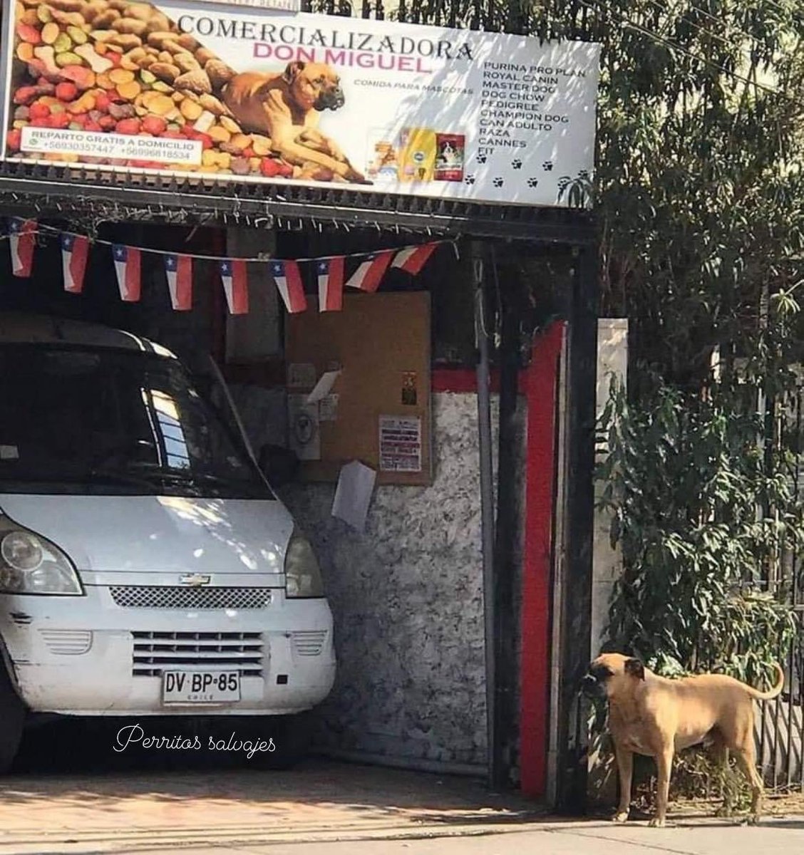 DiloConPerritos's tweet image. Hoy vino Don Miguel a supervisar las ventas.