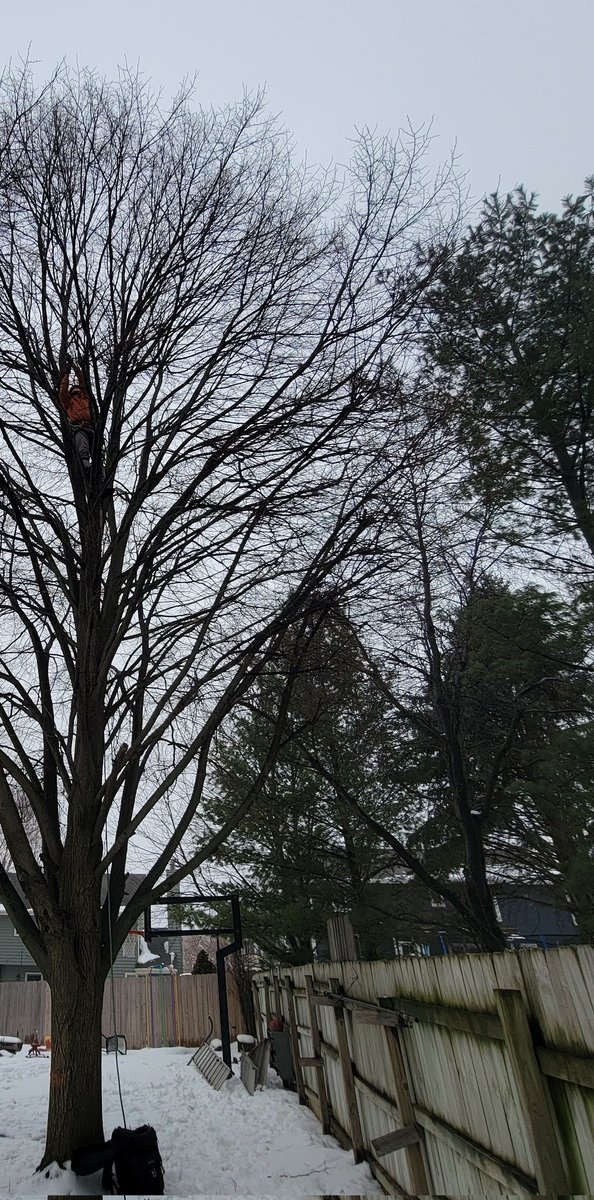 Rootedtreeomaha's tweet photo. In the midwest.....it's warm out when its 30°F instead of 3°F 🤣
#heatwave #omaha #local #treeservice 
❄️☃️ https://t.co/GKs0ECTg9N