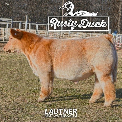 mattlautner's tweet image. 45 Units Of Kool-Aid &amp;amp; 30 Units Of Rusty Duck Offered Thursday January 25, 2024 On SC Online Sales

Popular Clean &amp;amp; Colored Sires From National Western Stock Show In The Yards #CheckEmOut 

Click To View Sale Site:
sconlinesales.com/Bids/AuctionsL…

#MLCSires  #SCOnlineSales #NewIn2024