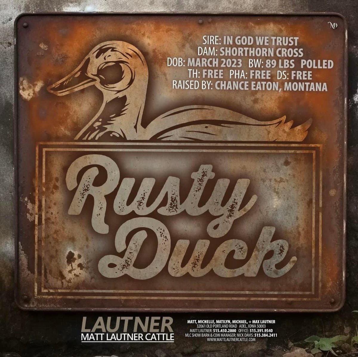 mattlautner's tweet image. 45 Units Of Kool-Aid &amp;amp; 30 Units Of Rusty Duck Offered Thursday January 25, 2024 On SC Online Sales

Popular Clean &amp;amp; Colored Sires From National Western Stock Show In The Yards #CheckEmOut 

Click To View Sale Site:
sconlinesales.com/Bids/AuctionsL…

#MLCSires  #SCOnlineSales #NewIn2024