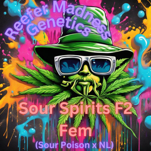 Yep, its here! Sour Spirits F2 Fem is through testing and fully released! She has been through the works, drought resistant, mold/mildew/fungus, some pests as well! 3pk,6pk,10+pk Flowering: 52-65days Terps: Sweet & Sour Candy ReeferMadness-Genetics.net