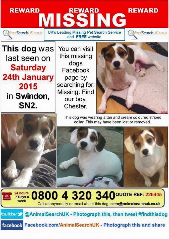#SpanielHour 

We often add other pets and 
This little man is very special 😞
💔 Where are you Chester 💔 #MissingNineYears 💔 #HelpFindChester 24.01.15 #StrattonWoods #Swindon #Wiltshire #TheftByFinding 
This is where Chester should be… with his family 
Thank you for Rts
