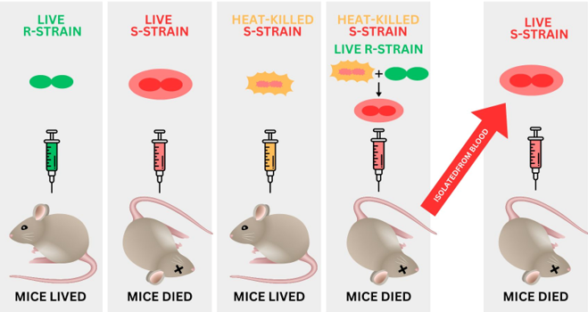 ABEProgOffice's tweet image. Griffith's famous 1928 experiment proved that a "transforming principle" could pass between bacteria and change their traits. We now know it as DNA and have harnessed bacterial transformation in many useful ways! Learn more: amgenbiotechexperience.com/tiny-transform… #InternationDayofEducation