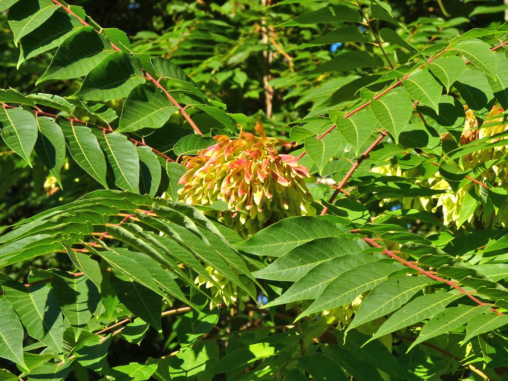 usfs_srs's tweet photo. In the eastern U.S., the two most #InvasiveSpecies are tree of heaven (Ailanthus altissima) and Chinese tallow tree (Triadica sebifera) according to a recent publication. #CompassLive https://t.co/NyEHwaBFU9 https://t.co/1lwoLAWgEj