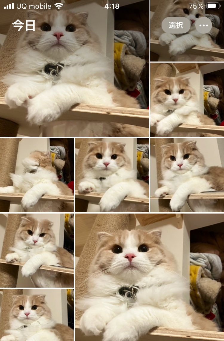 Sakura_Noelle's tweet photo. うちの子可愛い(*´˘`*)♡

 #猫
 #猫のいる暮ら��
 #スコティッシュフォールド
 #全部良いので捨てれません https://t.co/t96gWAECtt