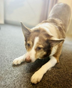 millypod1's tweet photo. π15 JAN 2024 #Lost MILLIE #ScanMe
Welsh Collie Female
From Cefn-Brith Cerrigydrudion, nr #Corwen #Conwy #Wales #NorthWales #LL21 #A5
Last seen heading towards main road towards #Pentrefoelas. Escaped with a younger dog but the younger dog returned.
https://t.co/PKyQqQB3rH https://t.co/z1OlqpTmGk
