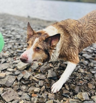 millypod1's tweet photo. π15 JAN 2024 #Lost MILLIE #ScanMe
Welsh Collie Female
From Cefn-Brith Cerrigydrudion, nr #Corwen #Conwy #Wales #NorthWales #LL21 #A5
Last seen heading towards main road towards #Pentrefoelas. Escaped with a younger dog but the younger dog returned.
https://t.co/PKyQqQB3rH https://t.co/z1OlqpTmGk