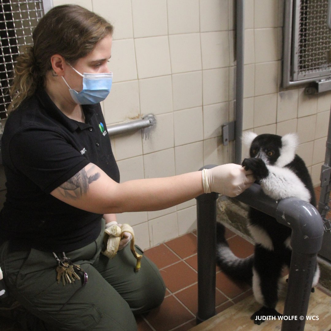 centralparkzoo's tweet photo. We are training our female black and white ruffed lemur, Koa, to voluntarily station for ultrasound exams to determine if she is pregnant! 

We have observed breeding behavior &amp; suspect that she is pregnant based on some behavioral changes &amp; weight gain. (1/3) https://t.co/vBxz1jRe5v