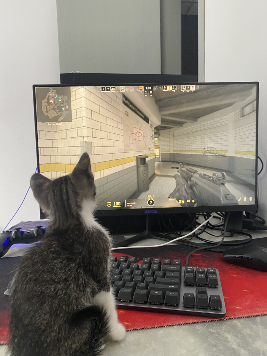 xandymaidl's tweet photo. Como que joga com um gato desse? https://t.co/QRgufwOLVu