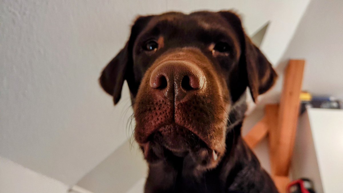 Gute Nacht, ihr Flauschebälle. Ich war heute bei nem Piekseonkel. Der war so cool, wie die Pieksetante sonst. Musste Augen aufmachen und er hat was rein getropft. Habe ich nicht verstanden. Naja. War ganz nett dort.