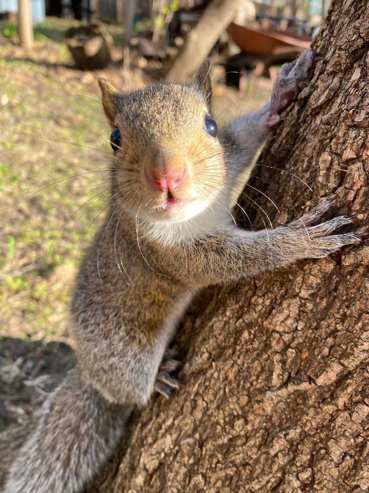 You have your camera.. Is this a good pose? 🐿️🐾🥰♥️♥️♥️♥️