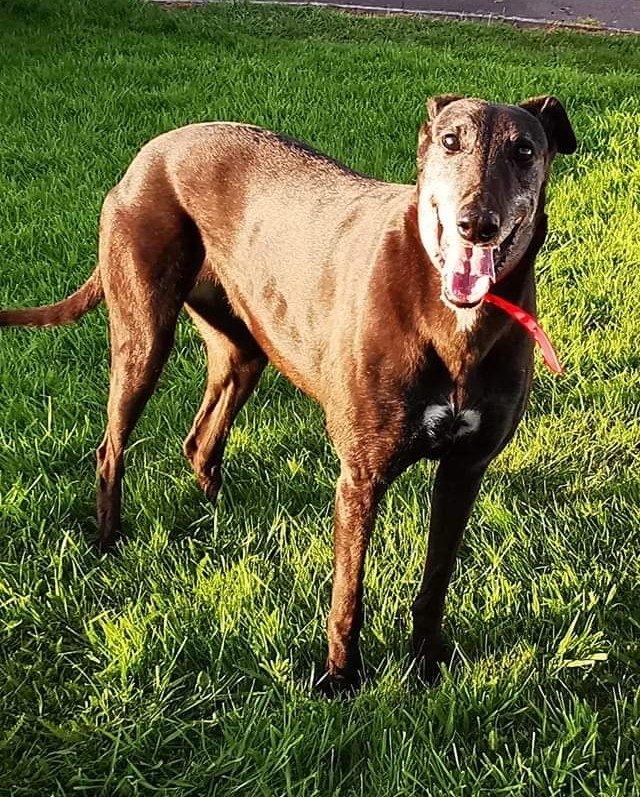 This evening we said Goodbye to this Queen in our lives. Rosie our Family was all the better for having you in it. I know you knew how much you were loved by all. Sleep well our Angel 🌈
04/11/2009 - 24/01/24
#ourgreyhoundsourlives
Kilcohan Park Greyhound Stadium
@shelbournepark