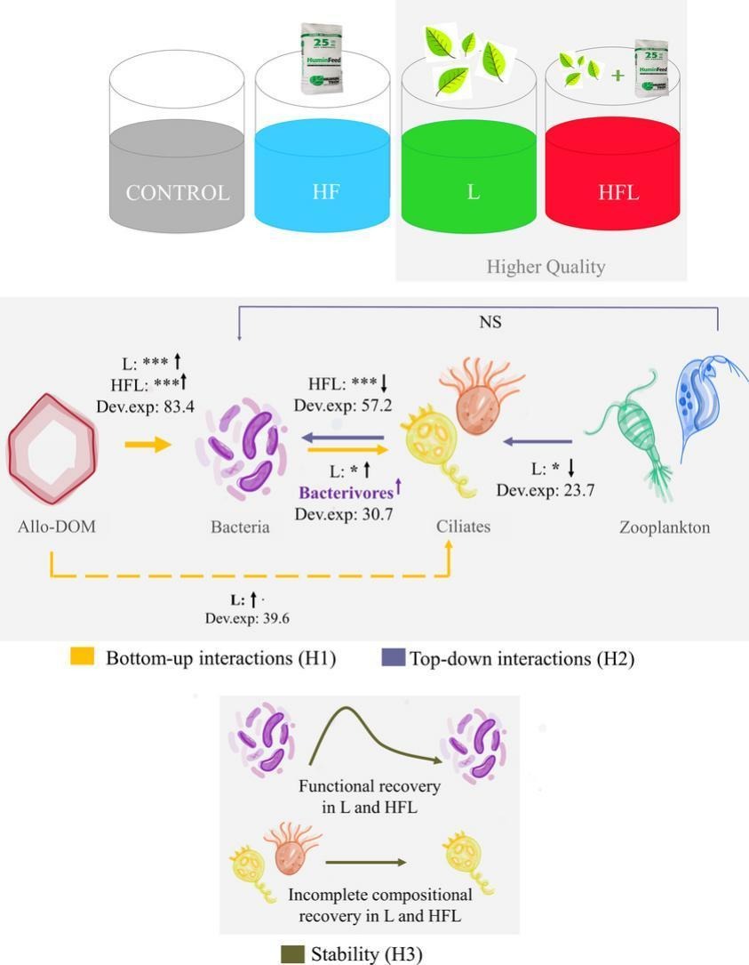 📢NEW PAPER OUT! Here is the 50 days open access link👉authors.elsevier.com/a/1iTsqB8cd0G6s #qualitymatters #microbialloop @aquacosm #experiments #huminfeed #leafleachate It was great to work with you all! Almost all🎓now! & more 📰📊🧪to come!