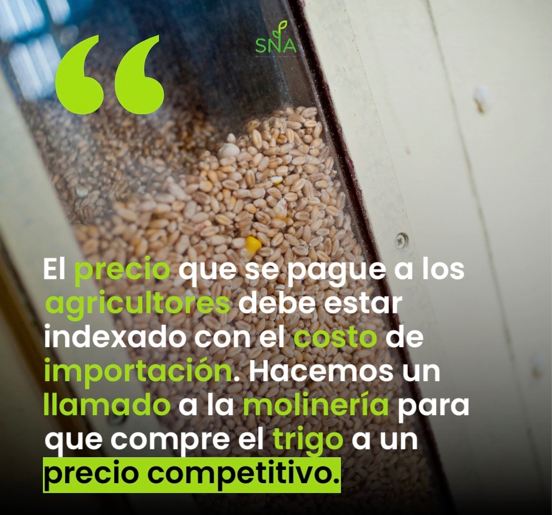 SNA_Chile's tweet photo. 🌾Este ha sido un año difícil para los granos en general y especialmente para el trigo, considerando los costos de producción y el precio internacional. Esperamos que los actores del mercado actúen con transparencia, libre competencia y agilidad👨‍🌾🌾👩‍🌾 
#granos #minagri #trigo https://t.co/ErH7zUrqiy