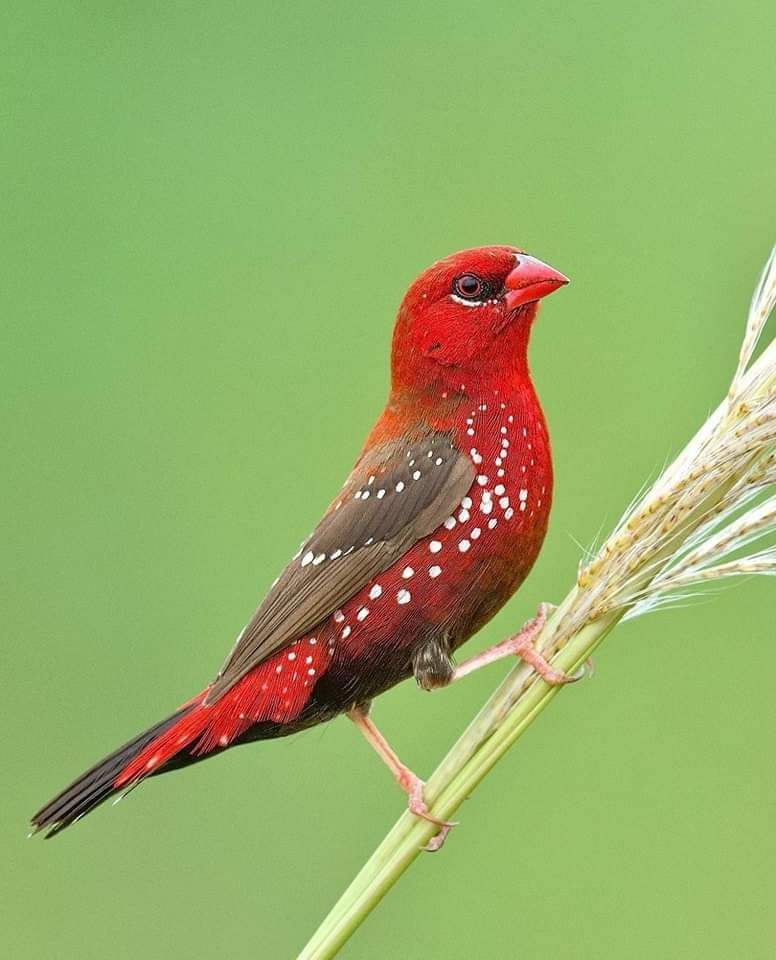 cambirdsale's tweet photo. 𝔹𝕀ℝ𝔻𝕊 𝔽𝕆ℝ 𝕊𝕌ℕ𝔻𝔸𝕐...
The list of birds expected on Sunday is now on the website: https://t.co/Oav781ZVcb

The early entry wristbands booking deadline is fast approaching and will close at 10pm Thursday: https://t.co/LIjByzgK1i

Cambridge Bird Sale
Sun 28th Jan (11am) https://t.co/OKJQB2qMAY
