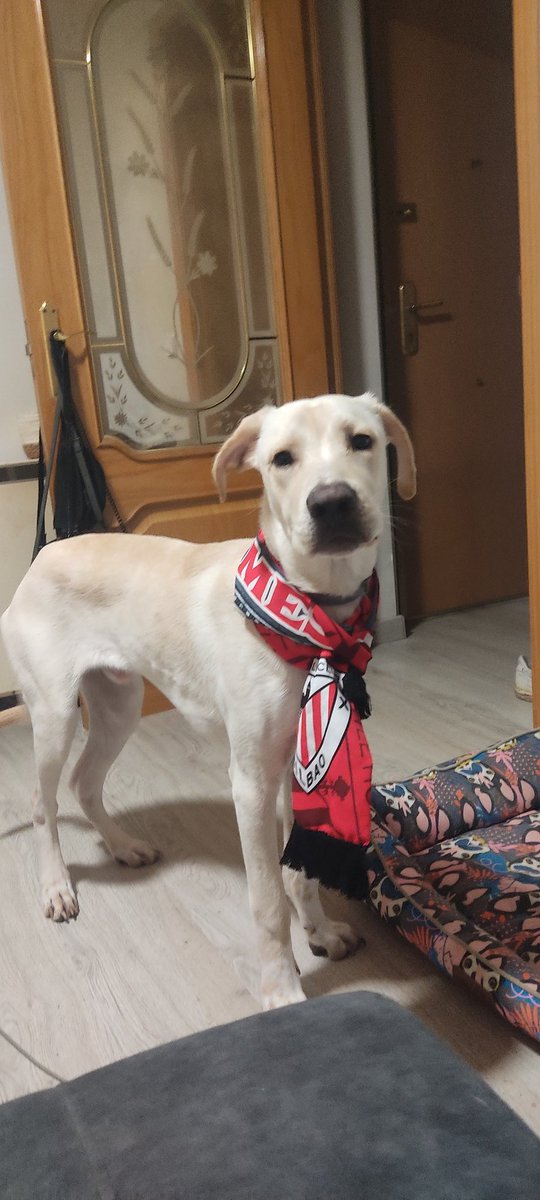 Todo preparado para el partido 🤪
<a href="/SalvandoInocen1/">Salvando Inocentes</a>