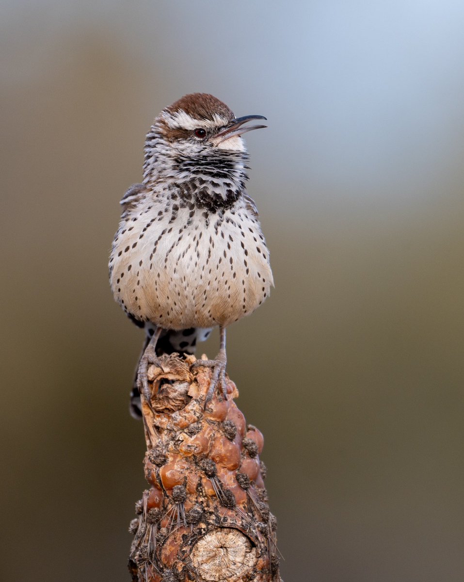 A familiar friend on a familiar perch for Wrensday… (but a fresh image!) Cactus Wren