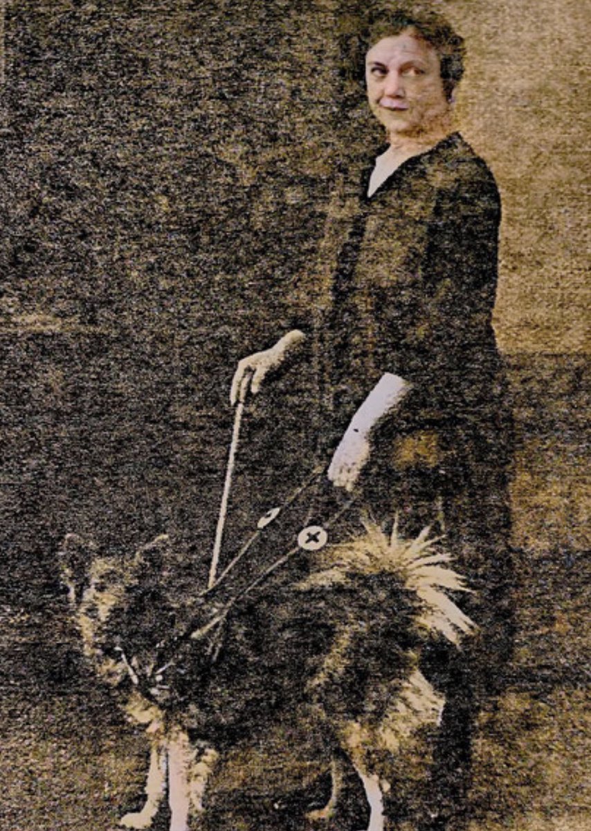 KeesTingeling's tweet photo. Onverwacht op een website terecht komen waar op oude foto’s de Keeshond te zien is als geleidehond #historie #geleidehond #guidedog #Blindenhund #Keeshond #Wolfspitz Duitsland/Tjechië/UK jaren ‘30, ‘40 en ‘50 https://t.co/VZed5YjCqd