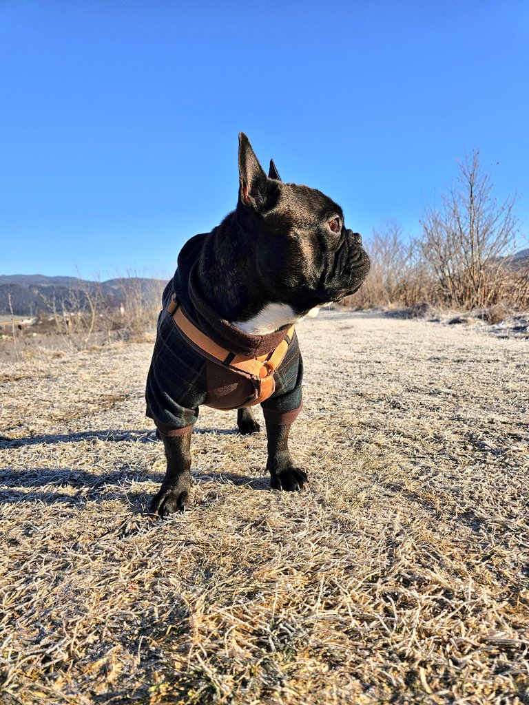 happy wont look wednesday friends, hope you enjoy tha hump day 🫣 #dogs #Frenchie #humpdayvibes #Wednesdayvibe