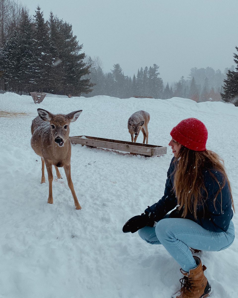 Ottawa_Tourism's tweet image. Get up close to Canadian wildlife from the comfort of your own car this winter, on a Canadian style safari @parc_omega, just a short drive from downtown Ottawa! 🦌🚗 👀 
⁣
📸 gen_belanger_villanueva⁣/IG
⁣
#MyOttawa #ParcOmega
