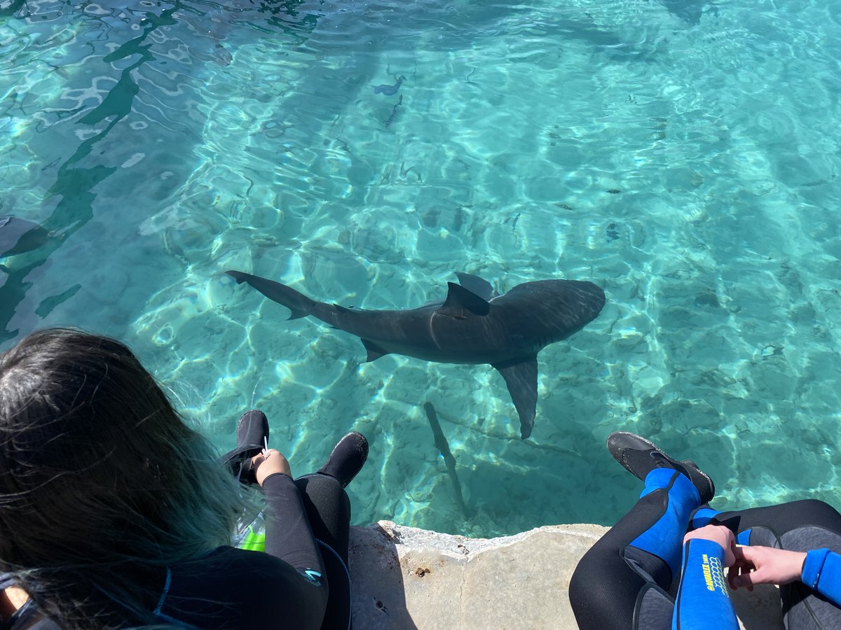 ECMarineScience's tweet photo. Come on in, the water's fine!! Optimistic students prepare for a shark cage dive as part of their intensive field experience of marine life in the Bahamas -- led by Prof of #MarineScience &amp; #Geosciences Laura Wetzel @eckerdcollege @Baylie_Amber @albirostris @DrPhilGravinese https://t.co/C4UzDvvzQu