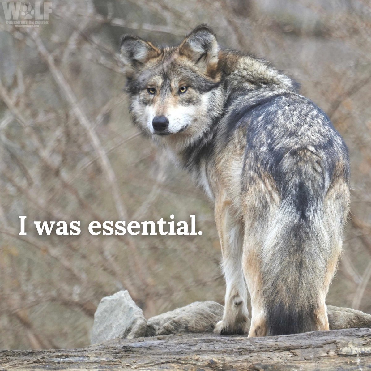 Wolf Conservation Center 🐺 (@nywolforg) on Twitter photo 30 endangered Mexican wolves were found dead in 2023. 11 of them were illegally killed.
These wolves are essential to their families + to ecosystems but when <a href="/USFWS/">U.S. Fish and Wildlife Service</a> labels them as "non-essential" + kills them periodically, it sends the message that they're anything BUT essential 30 endangered Mexican wolves were found dead in 2023. 11 of them were illegally killed.
These wolves are essential to their families + to ecosystems but when <a href="/USFWS/">U.S. Fish and Wildlife Service</a> labels them as "non-essential" + kills them periodically, it sends the message that they're anything BUT essential