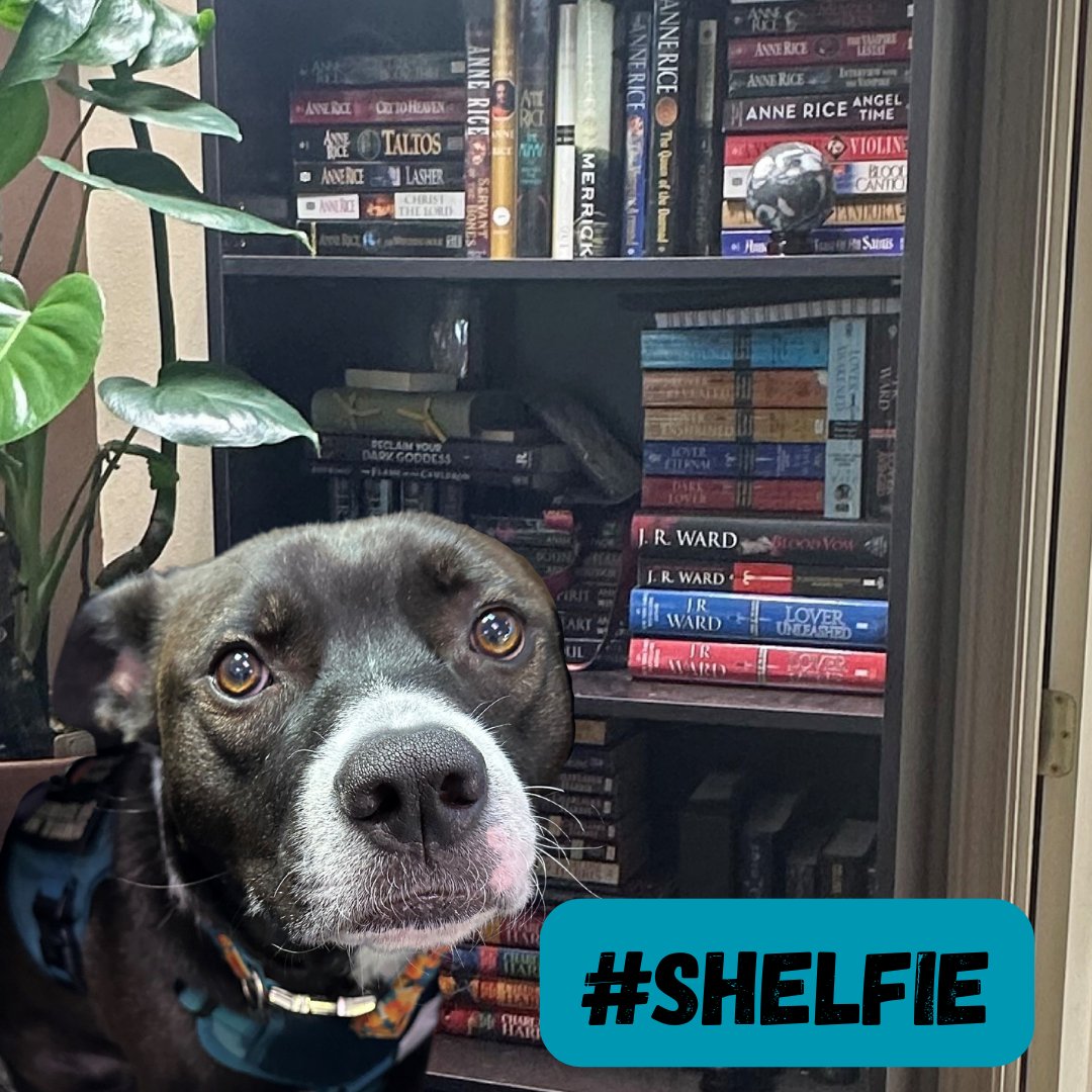 statelibraryor's tweet image. It&apos;s #Shelfie day. Book lovers around the world join us in sharing your favorite books and shelves!

#slo #StateLibraryofOregon #ShelfieDay