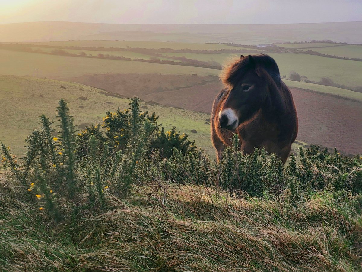 DanJamesENPA's tweet photo. A moment of calm before a busy day #Exmoor #CommutingViews https://t.co/OzfNLymAJj
