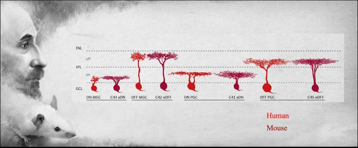 Read about cell types in the eye have ancient evolutionary origins from the Shekhar Lab! buff.ly/3NYUJaZ