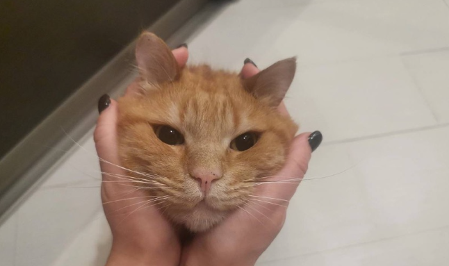 Fribbledt31's tweet photo. Paws and whiskers kind of day. 💖 #WhiskerWednesday https://t.co/jOWQOFkhbx