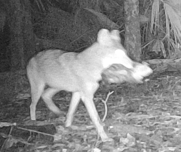 Roland Kays tweet media