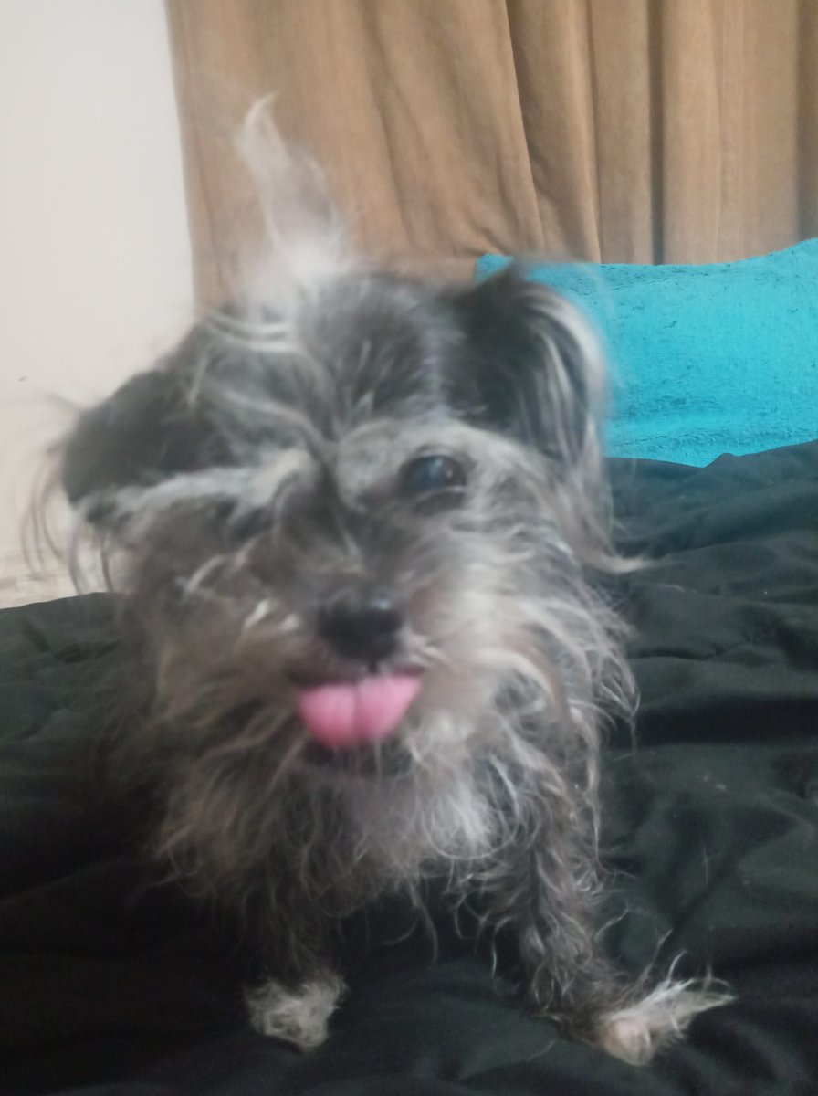 JackZeRippper's tweet photo. Really trying to get more involved with my stream lately made two new follower alerts! I'm on the road to affiliate if that's as far as I make it, that is still an accomplishment! Also tried to make a BTTV emote of my dog Booger! boogBleh https://t.co/4iq2uT2saB! :) https://t.co/RqTPgfolUT