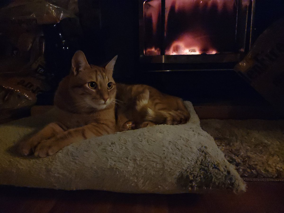 Night Elf Druid IRL (@itsfjori) on Twitter photo 