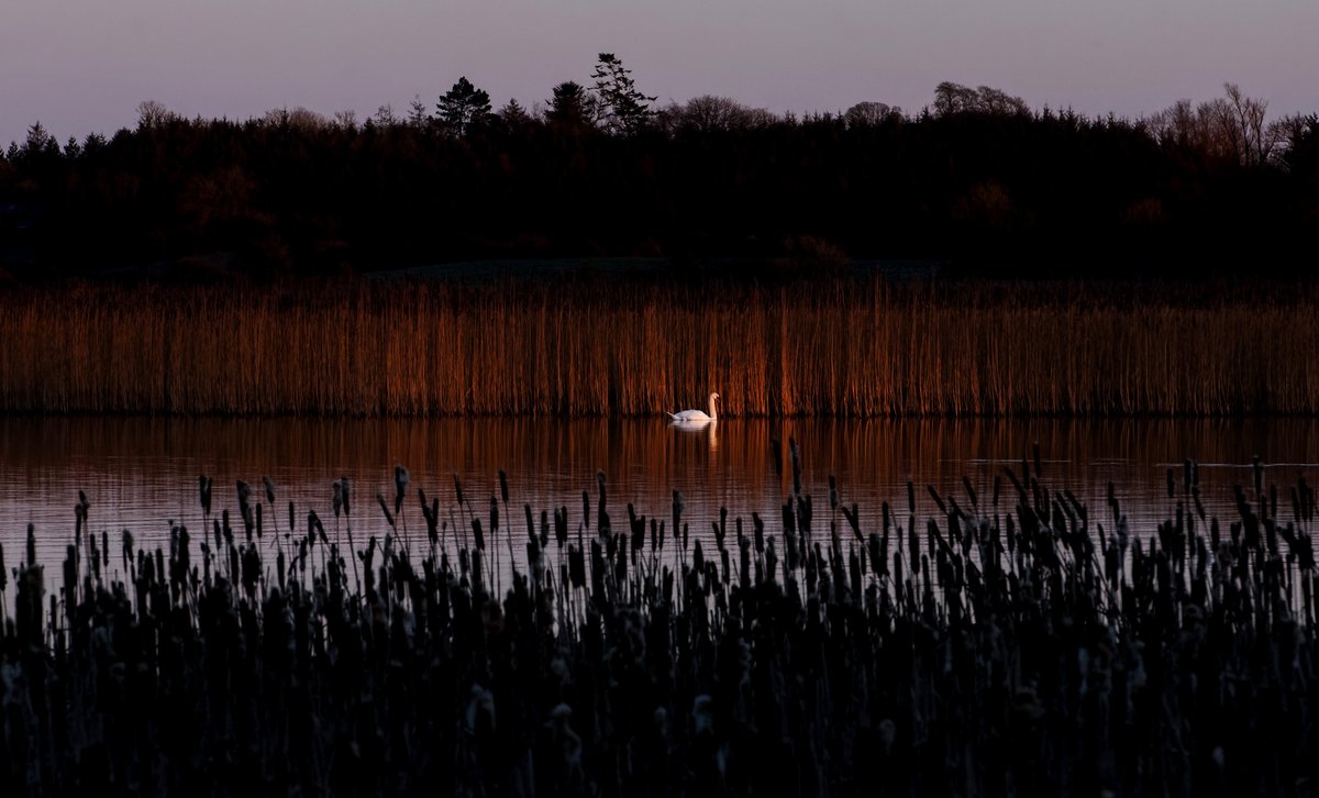 A swan at Lilliput passes through the last of the evening sun...