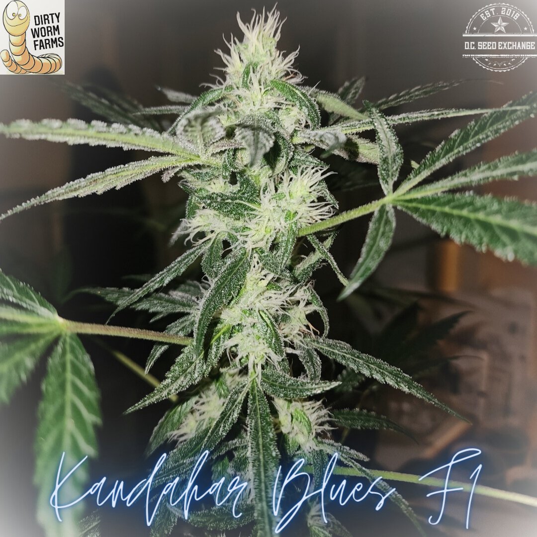 DCSeedExchange's tweet photo. Dirty Worm Farms Drops Kandahar Blues F1: Blueberry Bliss Meets Kandahar Black Magic! 🫐
https://t.co/iabZ9bdzh9
#DirtyWormFarms #KandaharBlues #BlueberryF9 #KandaharBlack #EasyGrow #FastFlowers #GrowYourOwn #CannabisCommunity #dcseedexchange https://t.co/U6k6dVUsbu