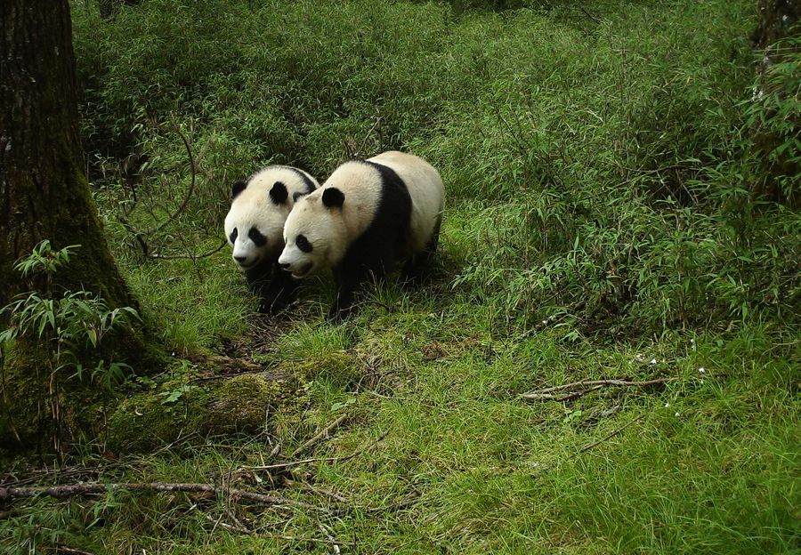 PDChina's tweet image. The population of #giantpandas in the wild across China is currently around 1,900, rising from about 1,100 in the 1980s, the National Forestry and Grassland Administration said Thursday, adding that the number of giant pandas in captivity worldwide has reached 728.