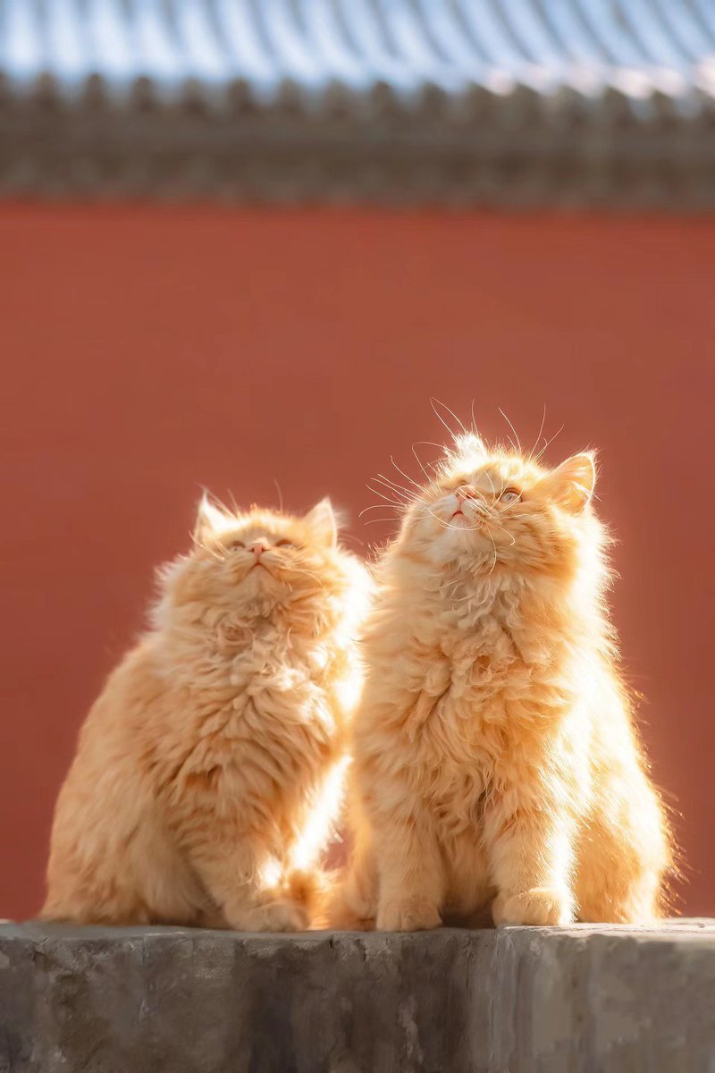 chuang1237's tweet image. 圣火昭昭 赐福喵喵！