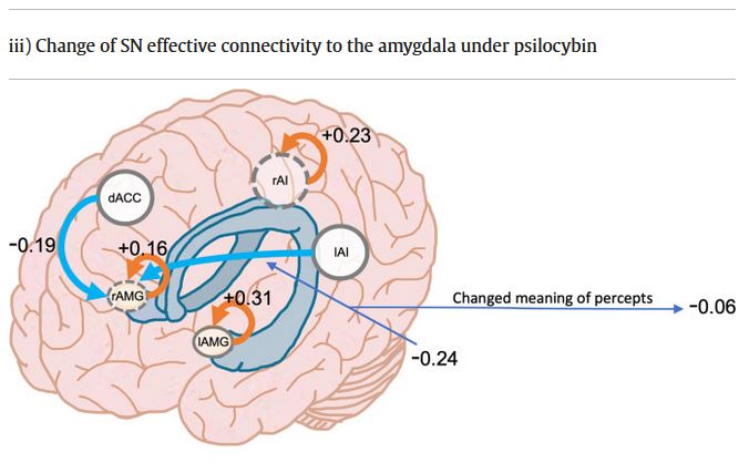 New paper from <a href="/dpsyc42/">Devon Stoliker</a> 

"Neural Mechanisms of Resting-State Networks and the Amygdala underlying the Cognitive and Emotional Effects of Psilocybin"
 
sciencedirect.com/science/articl…

with <a href="/KatrinPreller/">Katrin Preller</a> <a href="/novelli_leo/">Leonardo Novelli</a> and others