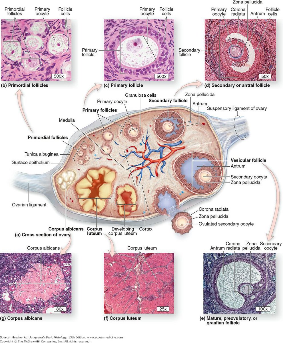 A nice picture showing all about the follicle development
#MedEd
Source: accessmedicine.com