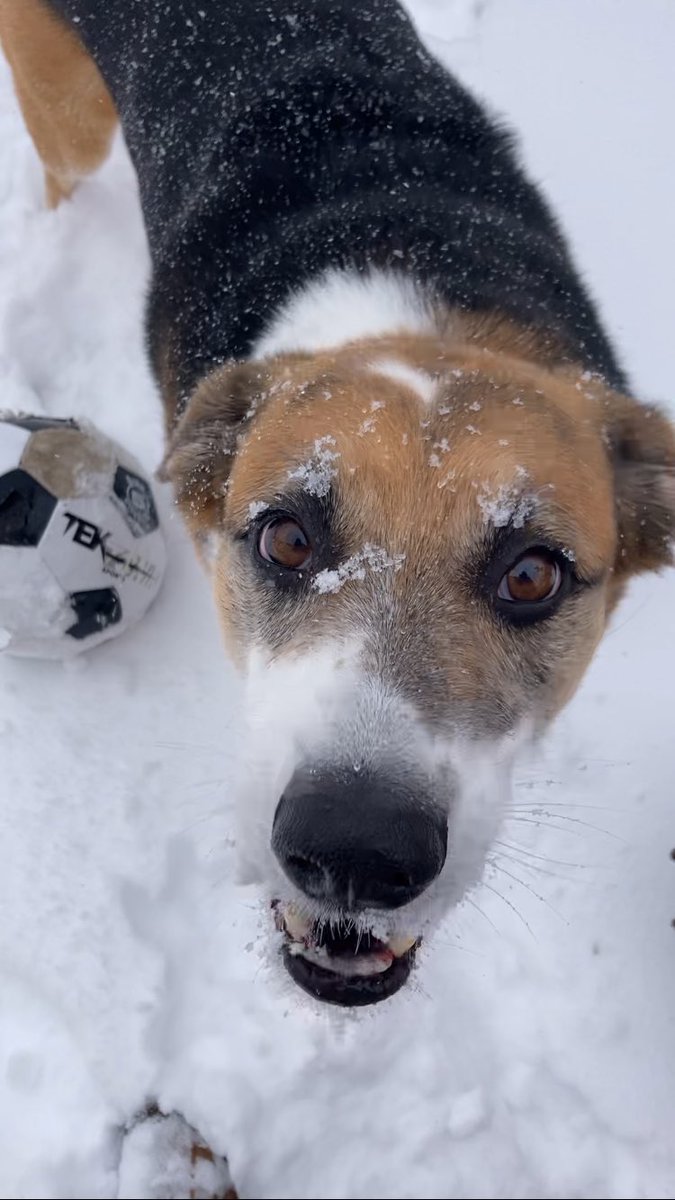SeriousPets's tweet photo. @Kesthecollie Hello https://t.co/uO0DjEDxy3