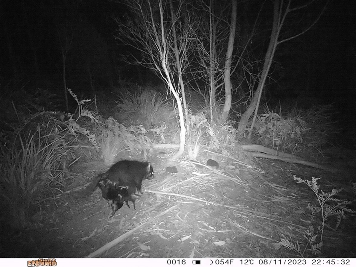Tas_Land's tweet photo. Check out these wee #devils hanging on to their #mumma for dear life! These wonderful snaps were captured by a #WildTracker participant with a 📷 trap on their property. We are now in dispersal season for young #devils & #quolls, where they will perm depart from their mothers. https://t.co/PaPkIq4lXd