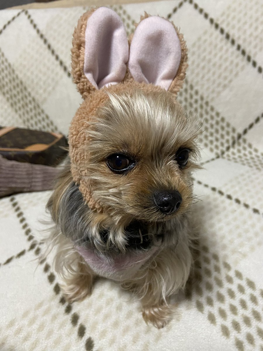 __19981108's tweet photo. @TAIGA_KYOMO33 うちの子とそっくり🐶🩷 https://t.co/QSE7G0fSNx