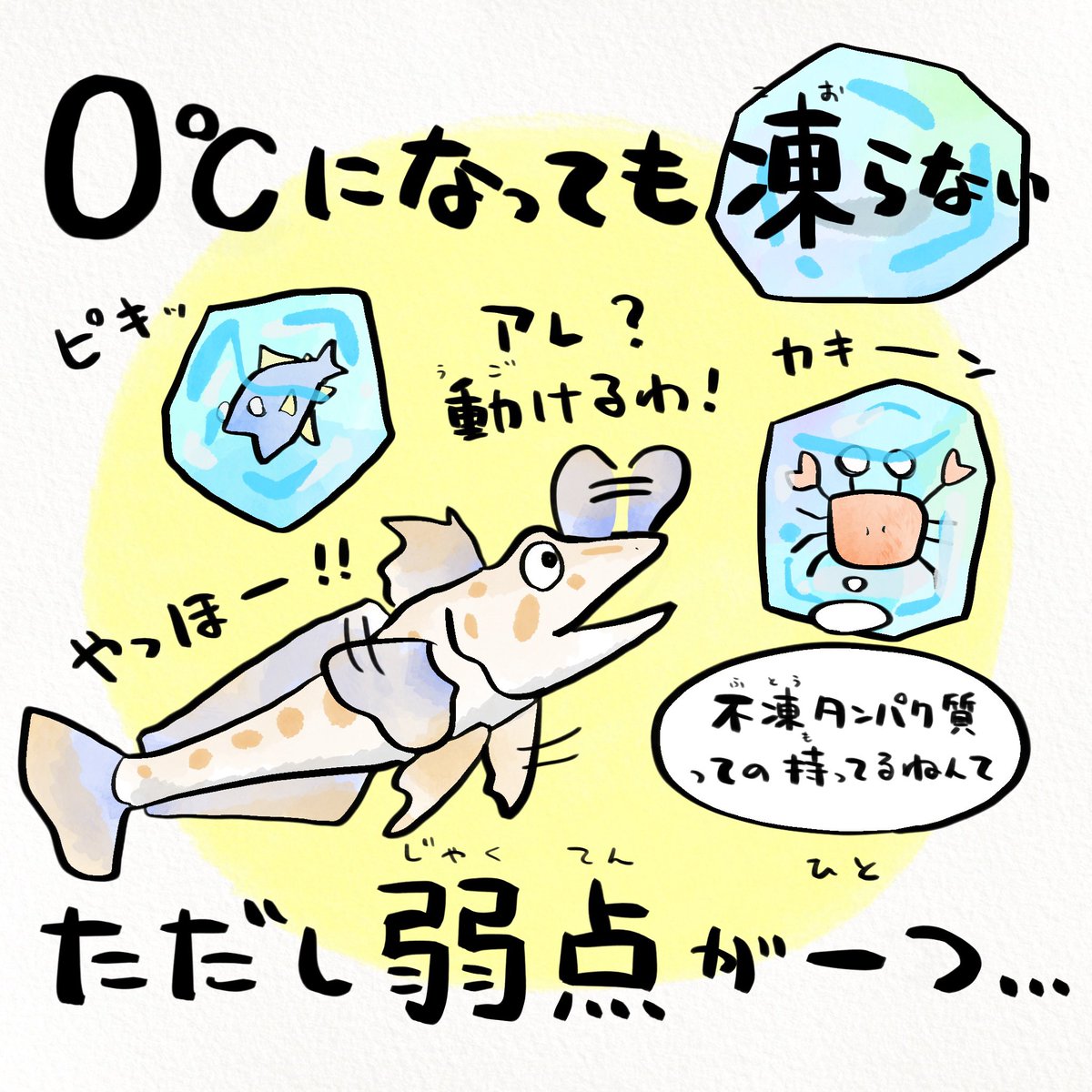 日本最低気温の日、南極には凍らない魚がいる